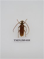 藏品(家天牛)的圖片